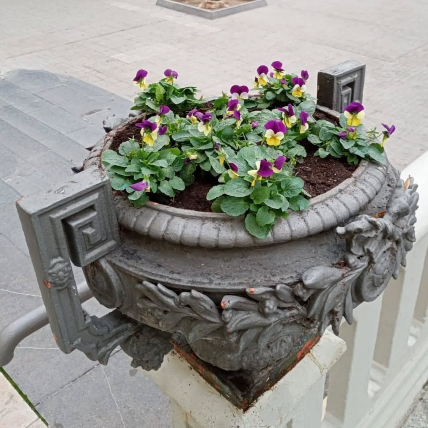 La flor de invierno transforma los parterres de Huesca y refuerza la apuesta por una jardinería sostenible