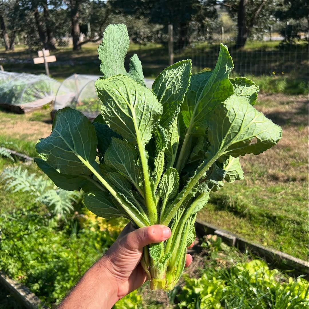 Puente Cultural | Zaragoza – Costa Rica Otoño en la huerta: un mismo latido entre Aragón y Costa Rica