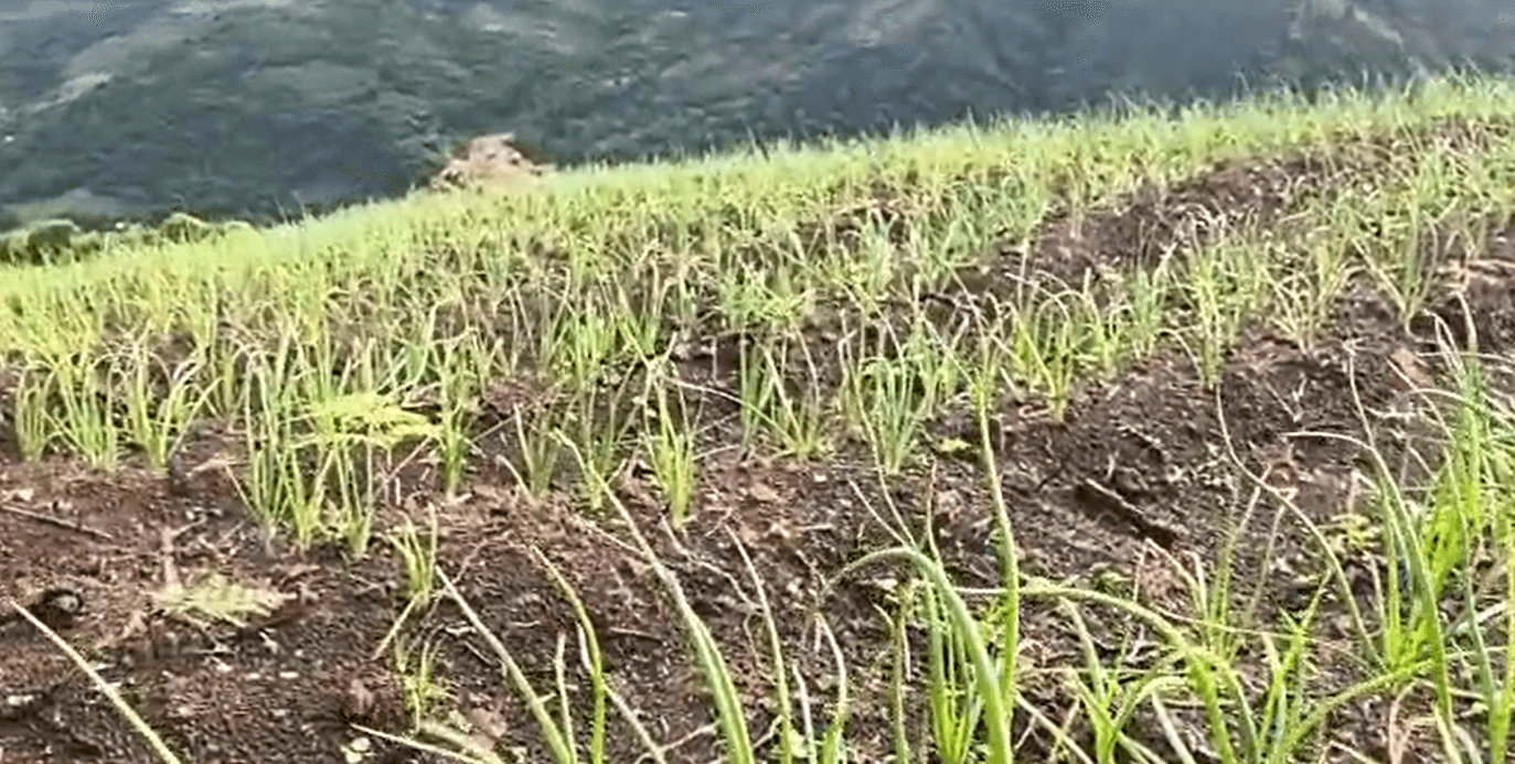 En Santa Ana, Costa Rica, la cebolla crece fuerte y con esperanza 🌱🧅